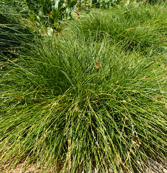 Carex tumulicola