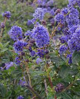 Ceanothus 'Joan Mirov'