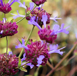 Salvia 'Celestial Blue'