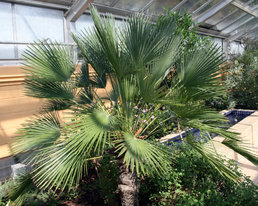 Chamaerops (Phoenix) humilis