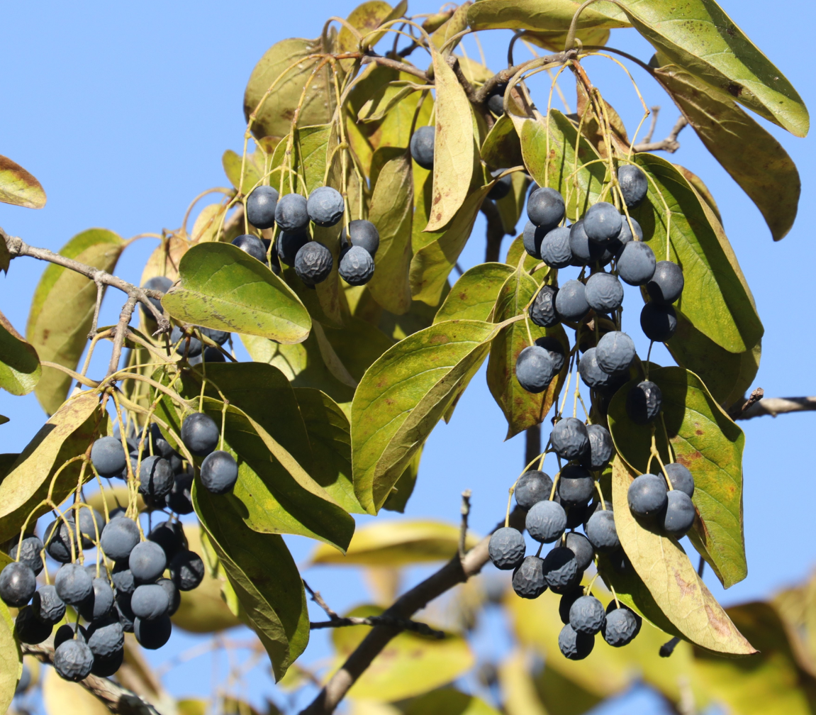 Chionanthus retusus