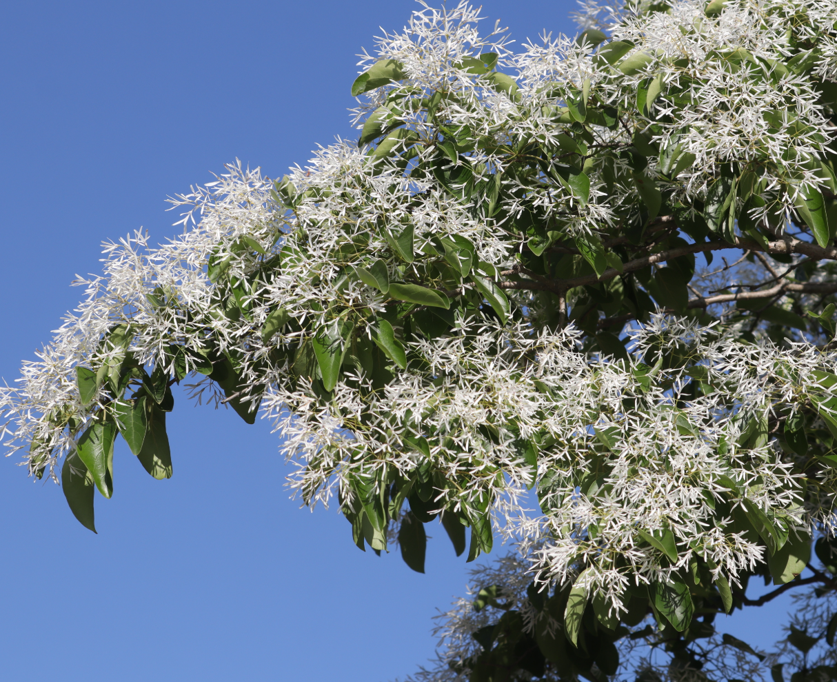 Chionanthus retusus