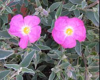 Cistus 'Victor Reitor'