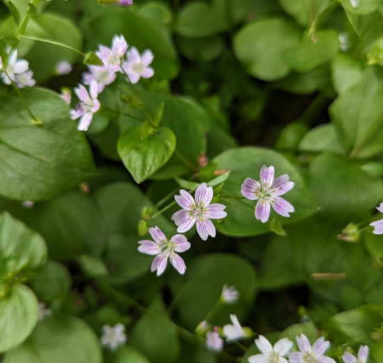 Claytonia sibirica – Heron's Head Nursery