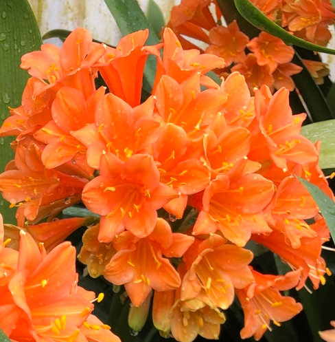 Clivia 'Tangerine Burst'