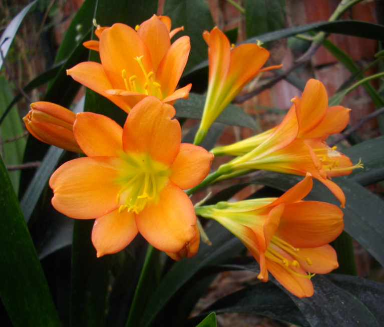 Clivia x cyrtanthiflora