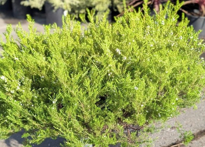 Coleonema pulchellum 'Sunset Gold'