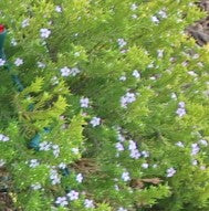 Coleonema pulchellum 'Sunset Gold'