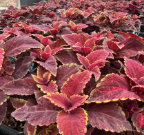 Coleus 'Oxblood' (Solenostemon scutellarioides  'Oxblood')