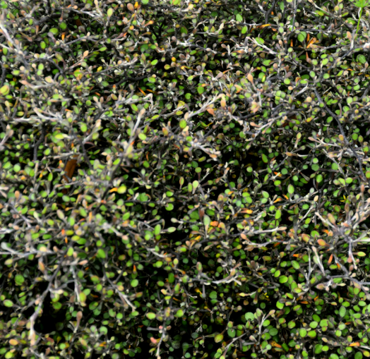 Corokia cotoneaster 'Little Prince'