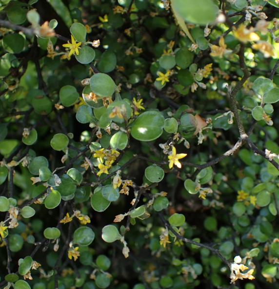 Corokia cotoneaster 'Little Prince'