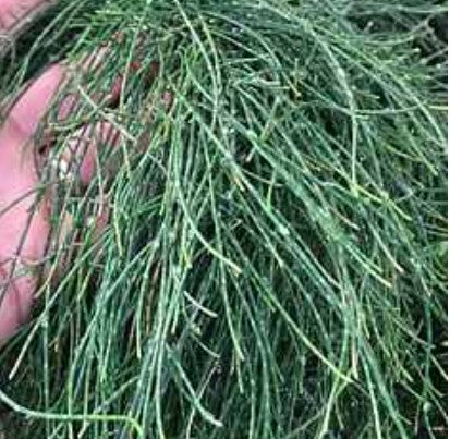 Casuarina glauca 'Cousin Itt'