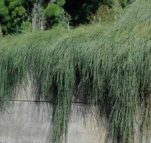 Casuarina glauca 'Cousin Itt'