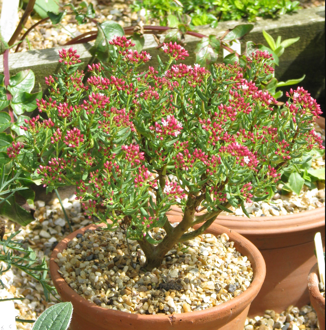 Crassula sarcocaulis