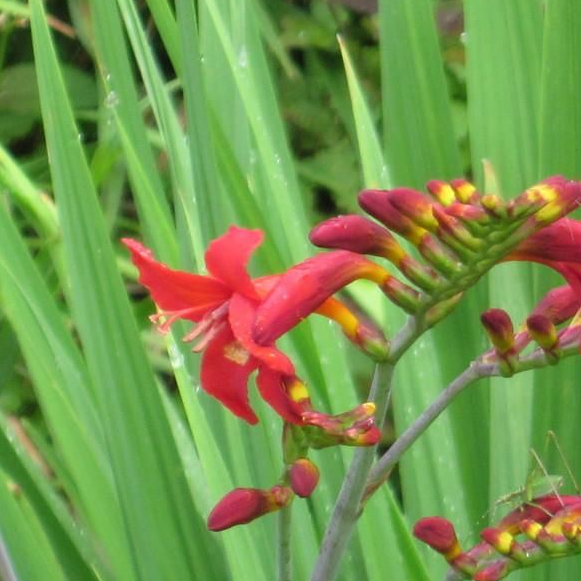 Crocosmia 'Diablito'