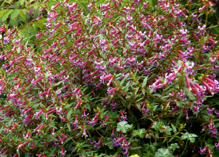 Cuphea 'Starfire'