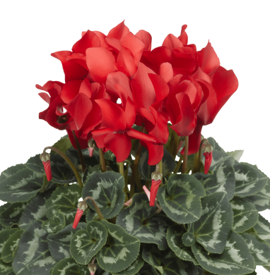 Cyclamen persicum 'Sierra Synchro Scarlet'