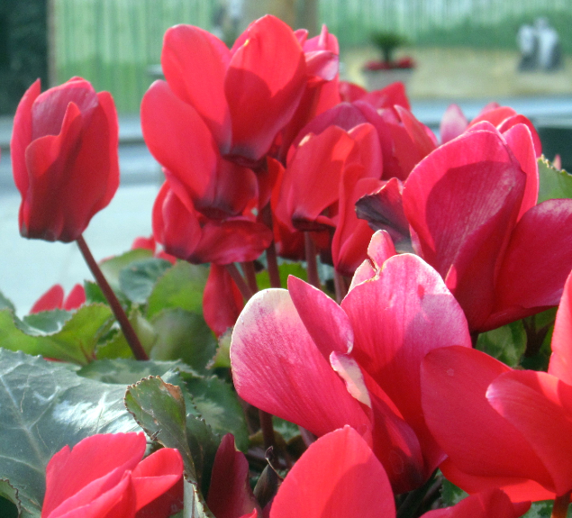 Cyclamen Intermediate Red