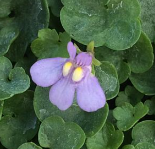 Cymbalaria muralis 'Nana'