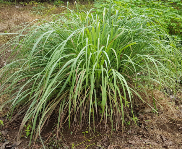 Cymbopogon flexuosus (Lemon Grass)