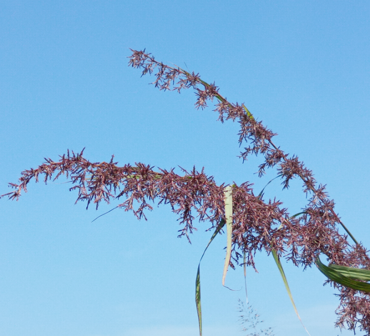 Cymbopogon flexuosus (Lemon Grass)