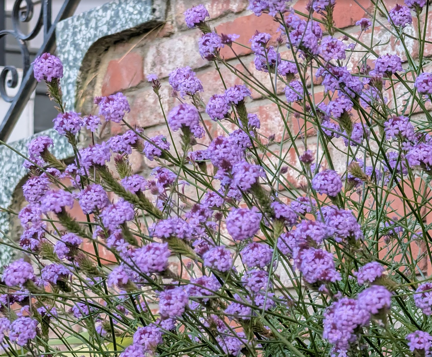 Verbena lilacina 'De La Mina'