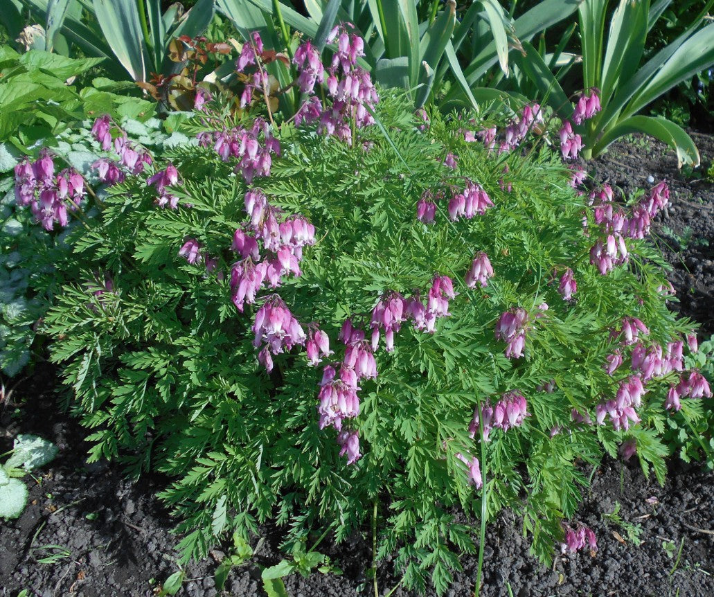 Dicentra formosa