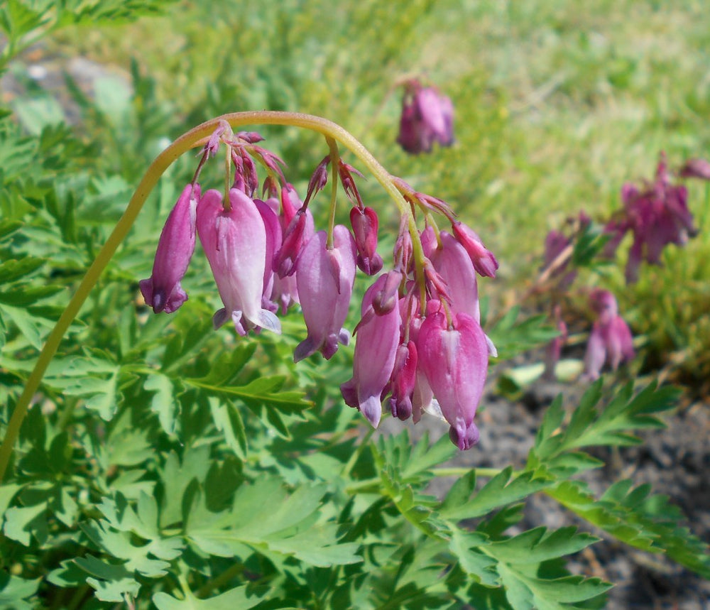 Dicentra formosa