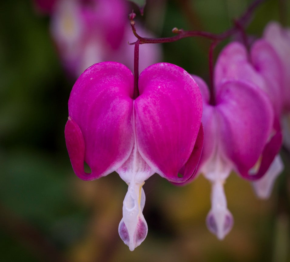 Dicentra formosa