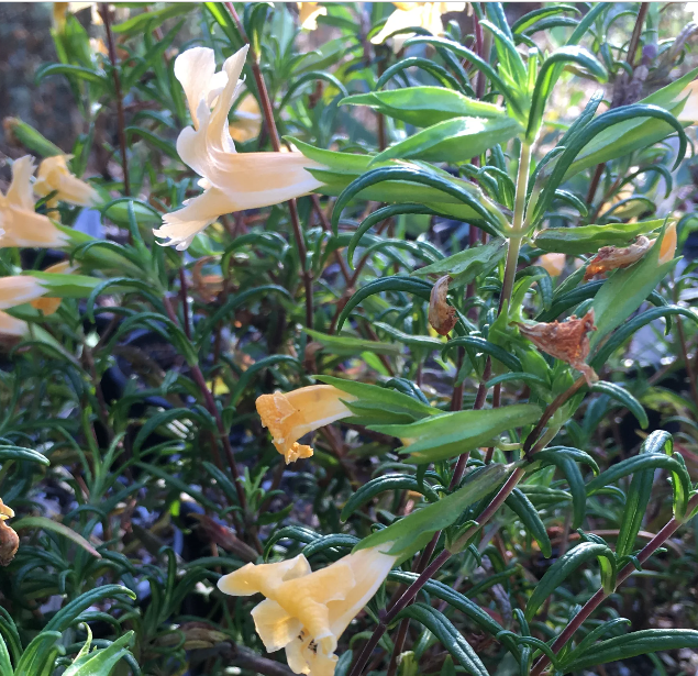 Diplacus (Mimulus)  'Eleanor'