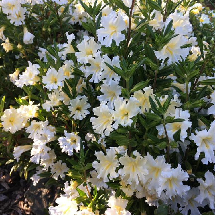 Diplacus (Mimulus) bifidis 'Snow Angel'