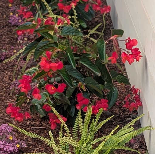 Begonia coccinea Dragon Wing Red