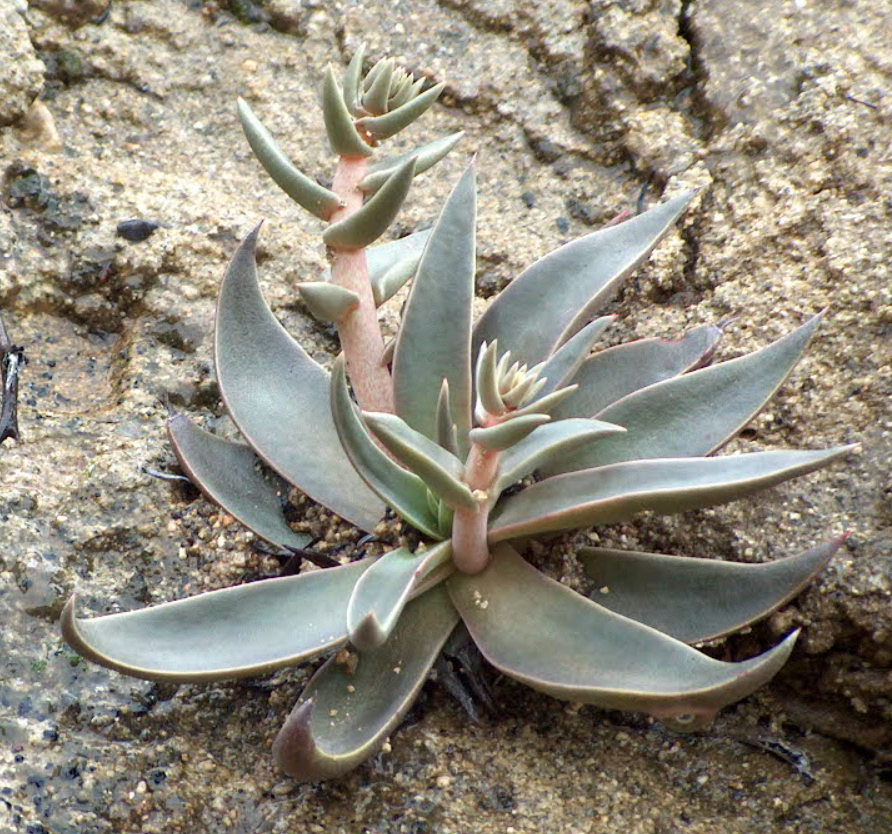 Dudleya lanceolata