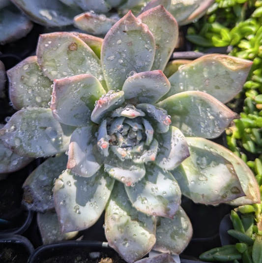 Echeveria 'Blue Bird'