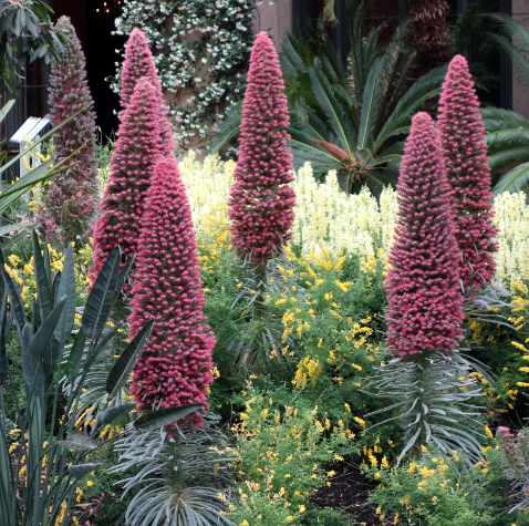 Echium wildpretii