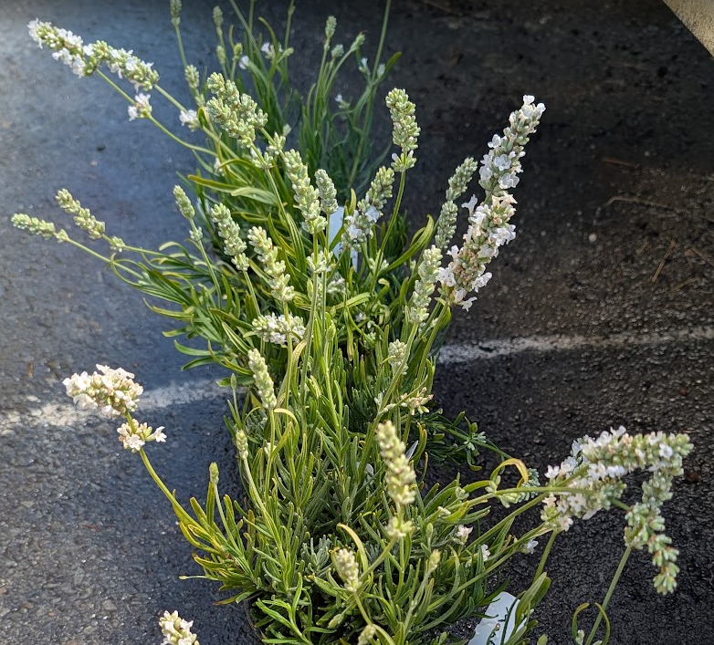 Lavandula angustifolia 'Ellagance Snow' (English Lavender)
