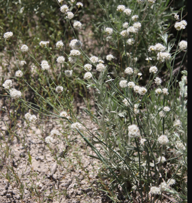 Eriogonum nudum