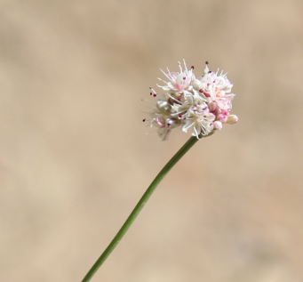 Eriogonum nudum