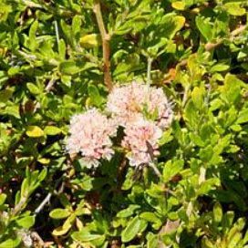 Eriogonum fasciculatum 'Warriner Lytle'