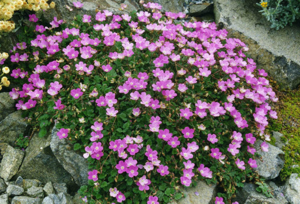 Erodium x variabile 'Bishop's Form'