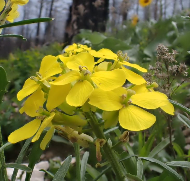 Erysimum capitatum 'Yellow Form'