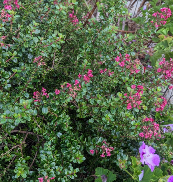 Escallonia 'Compacta'