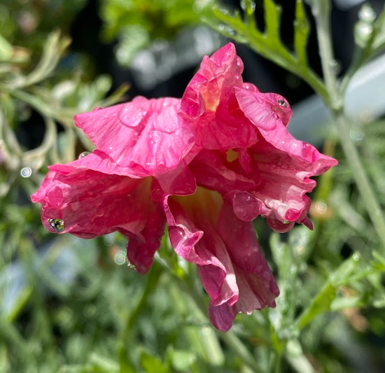 Eschscholzia californica 'Rose Chiffon'