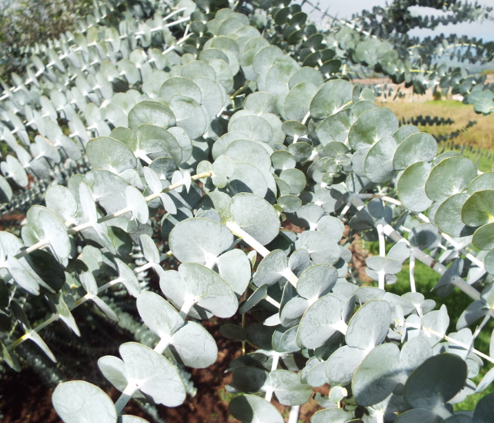 Eucalyptus pulverulenta 'Baby Blue'