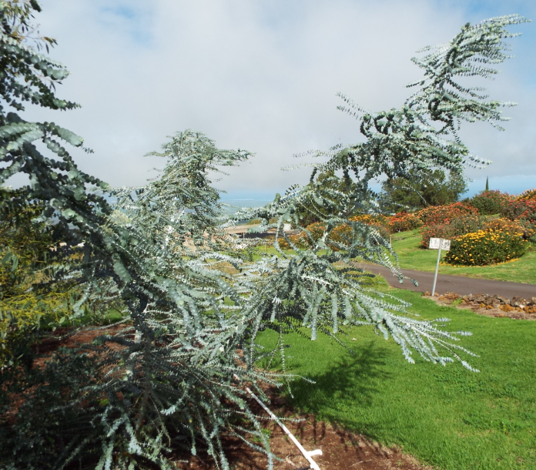 Eucalyptus pulverulenta 'Baby Blue'