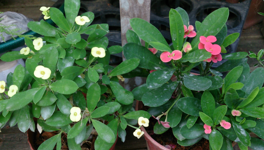 Euphorbia milii hybrids assorted