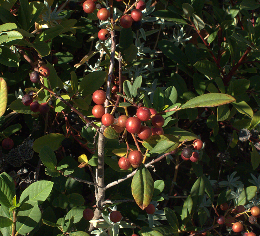 Frangula (Rhamnus) californica 'Eve Case'