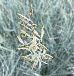 Festuca glauca 'Beyond Blue' ('Casca11')