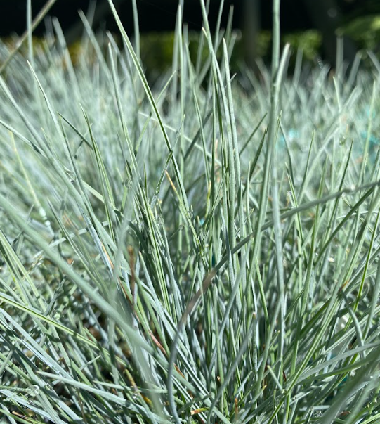 Festuca glauca 'Beyond Blue'