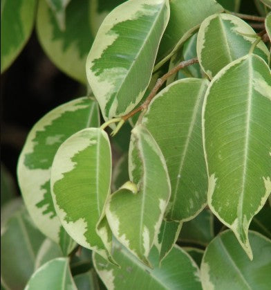Ficus benjamina Variegated